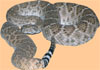 rattle snake